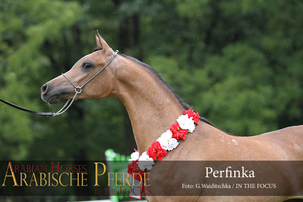 Perfinka (Esparto / Perfirka), Polnische Reserve-Junioren-Championesse 2012 